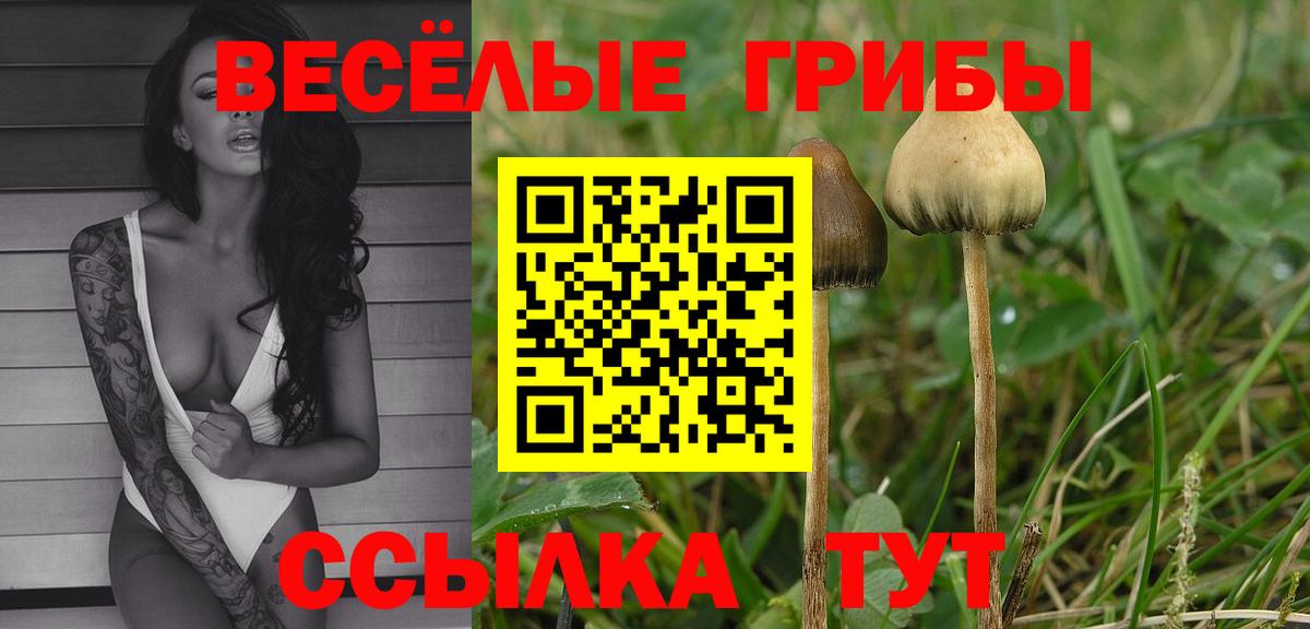 Псилоцибиновые грибы мицелий Сокол